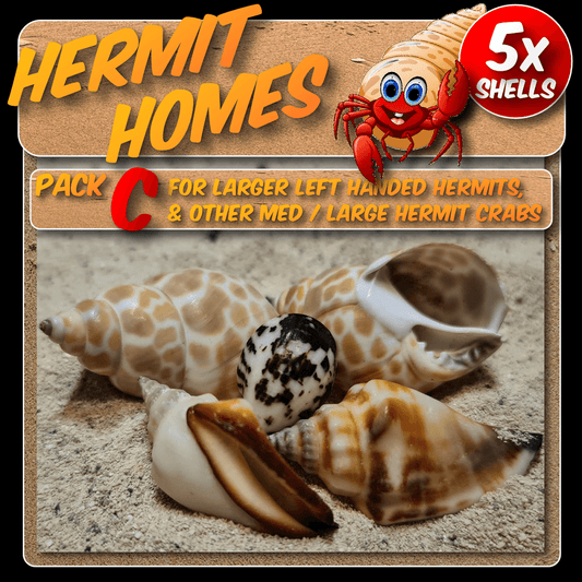 Hermit homes pack C - 5x Shells suitable for larger left handed hermits and other med/large hermit crabs.