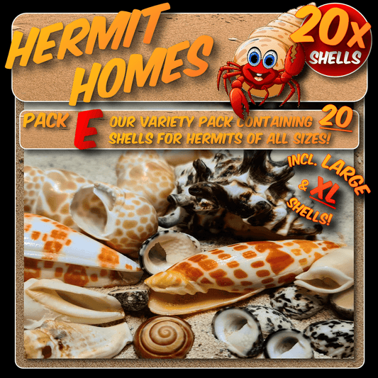 Hermit homes pack E - 20x Shells - Our variety pack containing shells for hermits of all sizes!
