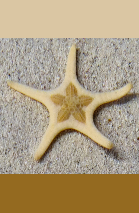 Double sea star