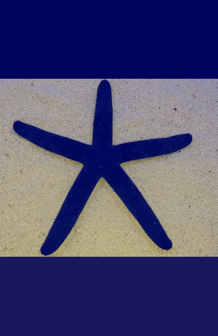 Blue Linckia starfish