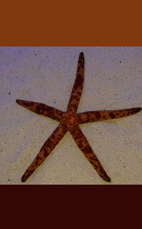 Mottled Linckia starfish