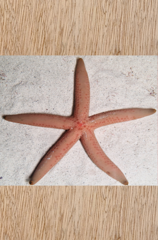 ULTRA RARE - Pink Linckia starfish