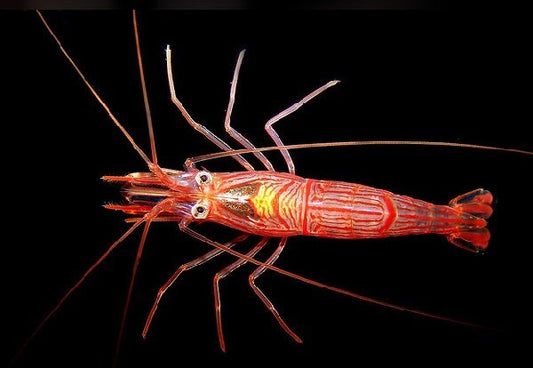 Ankeri cleaner shrimp (Lysmata cf ankeri).