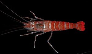 Hochi cleaner shrimp (Lysmata cf hochi).