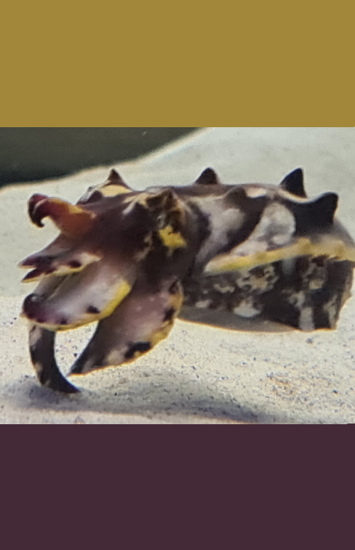Flamboyant cuttlefish (Metasepia pfefferi). - EXPERT ONLY!