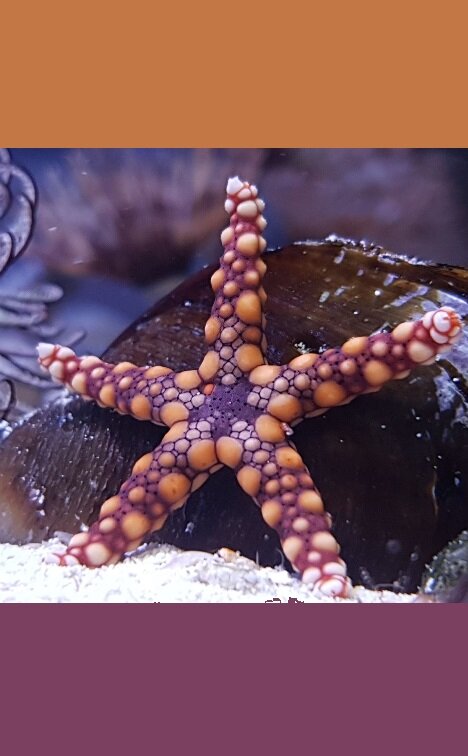 RARE - Warty starfish