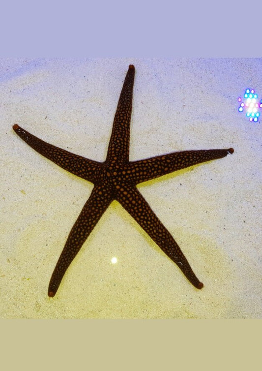 Pacific jewel starfish
