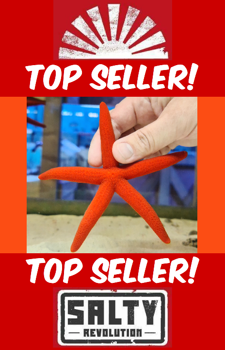 Orange Linckia starfish