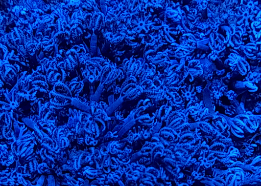 POLYP100 Blue Anthelia polyps.
