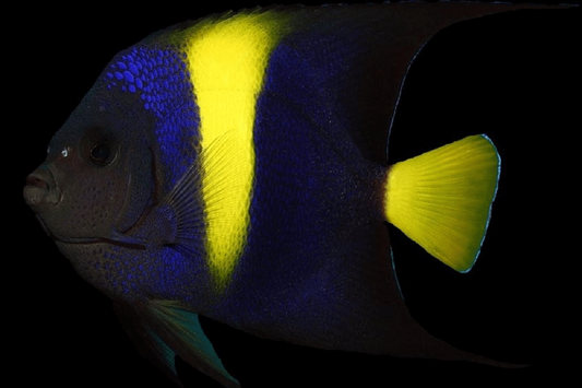 Asfur angelfish (Pomacanthus asfur) adult.