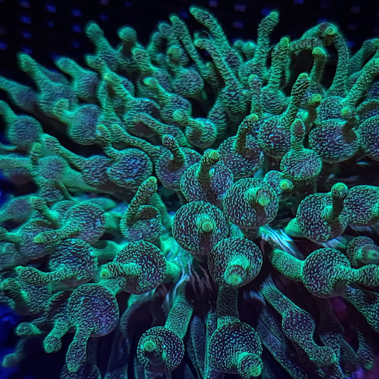 Green Bubble Tip Anemone (all sizes).