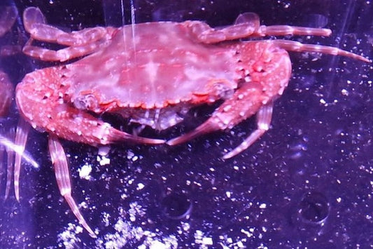 REFUGIUM ONLY - Big red scary crab - Colonel Sanders (He's finger nippin' good!)