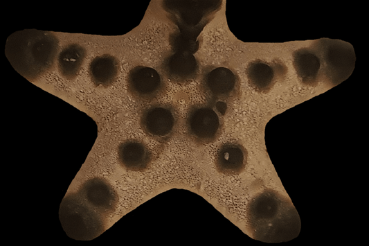 REFUGIUM ONLY - Choc chip starfish - dark colour variant
