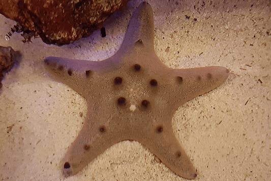 REFUGIUM ONLY - Choc chip starfish - light colour variant