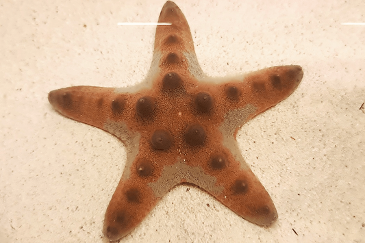 REFUGIUM ONLY - Choc chip starfish - mid colour variant