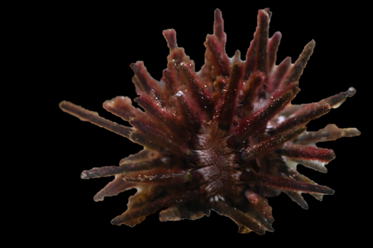 REFUGIUM ONLY - Knobbly pencil urchin