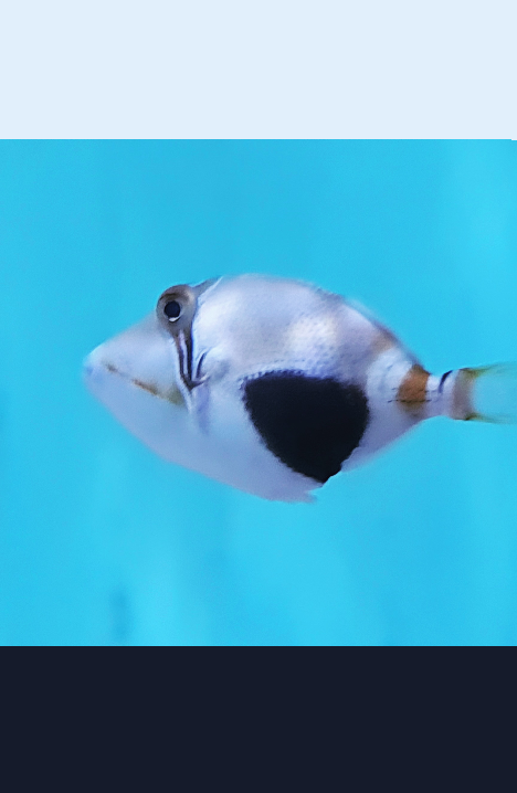 Black belly triggerfish (Rhinecanthus verrucosus).