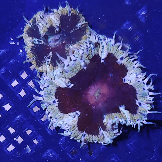 Rock flower anemone, assorted colours (Epicystis crucifer).