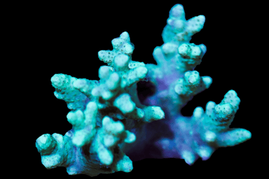 SOFT006 Assorted leather coral, Mini colony, La Generale grade