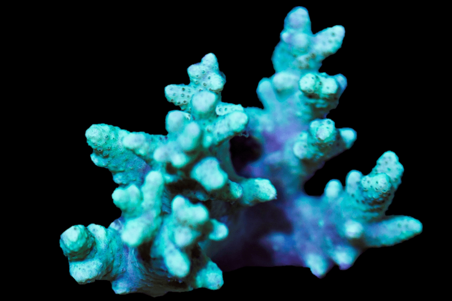 SOFT006 Assorted leather coral, Mini colony, La Generale grade