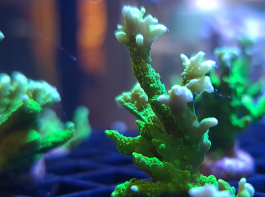 SPS750 Elkhorn coral, Lime green (Acropora palmata).