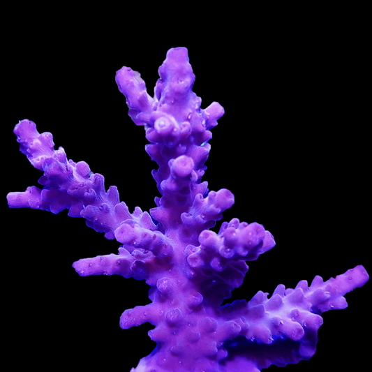 SPS795 Acropora purple