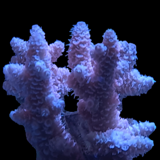 SPS899 Millipora (Assorted colours). 4 Sizes available, frags to XL colonies.