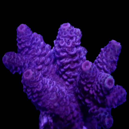 SPS880 Millipora Dark purple.