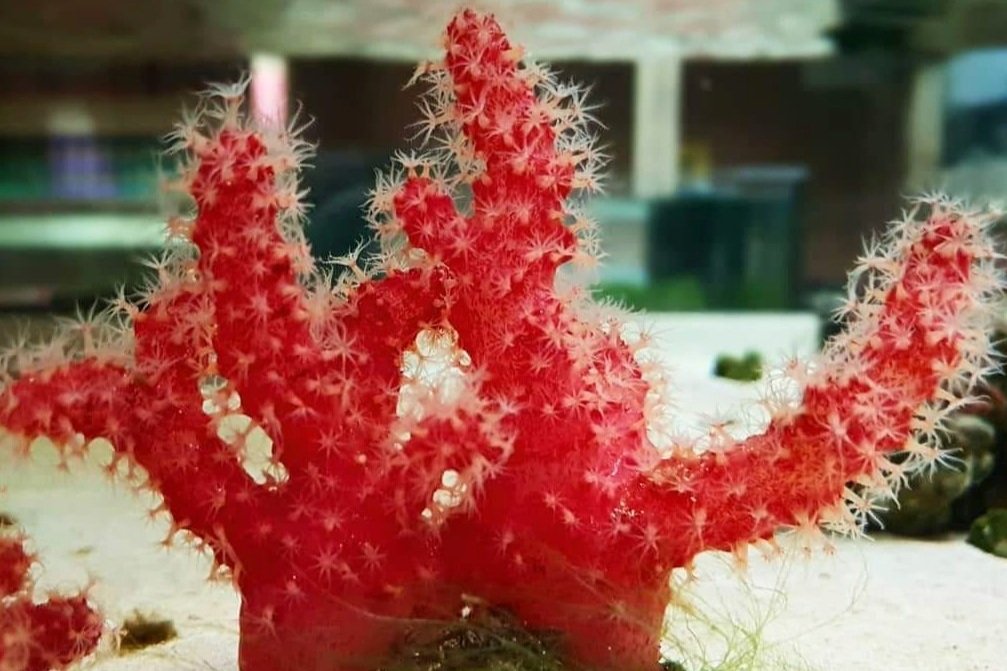 SR020 Chilli coral (Nephthyigorgia sp.).