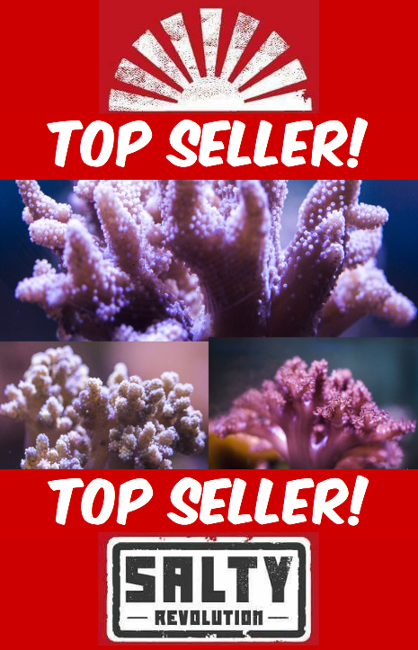 SR099 Assorted leather corals (Buy 1 or TRIPLE PACK).