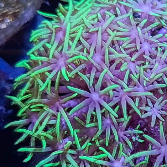 STAR300 Bright green star polyps, pale blue centres.