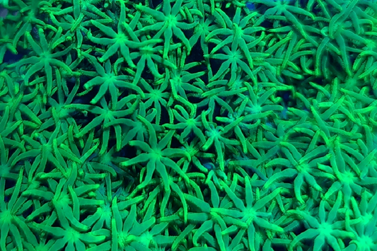 STAR910 EXTRA BRIGHT Green daisy star polyps, with matching centres, 💎El Presidente Personale Collezione grade💎.