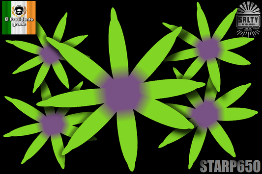 STARP650 - Palm tree Star polyps - Yellow/green lashes with dusky purple centres - 🌴El Presidente grade🌴.