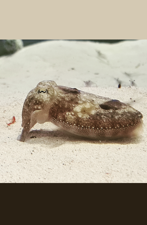 TEMPERATE - SEE DESCRIPTION - Common cuttlefish (Sepia officinalis).
