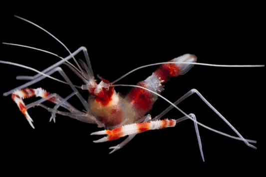 REFUGIUM ONLY - Banded coral shrimp / Boxer shrimp (Stenopus hispidus).