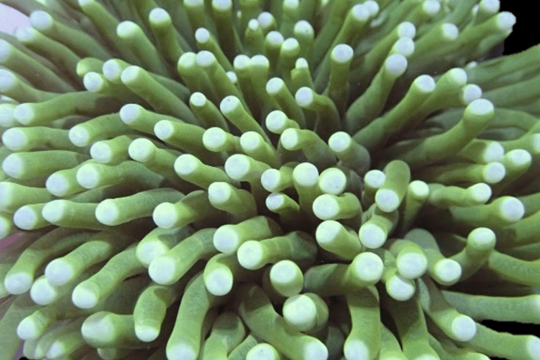 TORCH350 White tip green Torch coral 🌴El Presidente grade🌴.