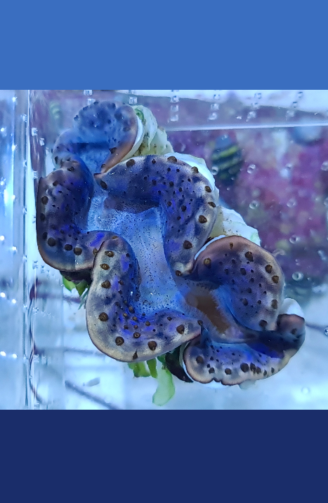 Red sea clam (Tridacna sp.).