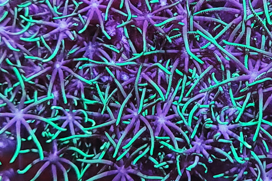 VS22 Green tipped star polyps with purple fade