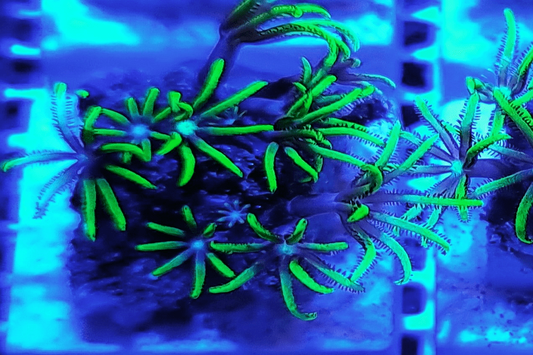 VS93 Vivid green palm tree star polyps with mixed colour centres 💎El Presidente Personale Collezione grade💎.