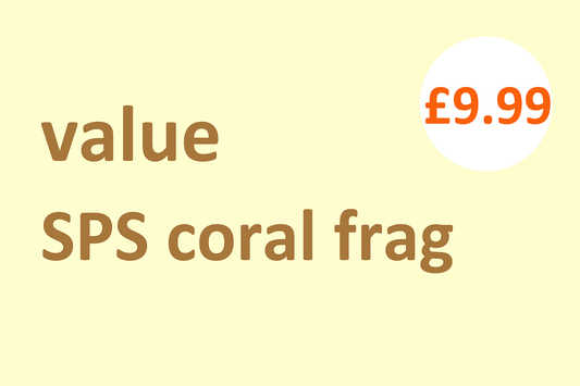 Value SPS coral frag