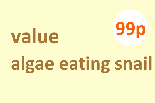 Value algae eating snail