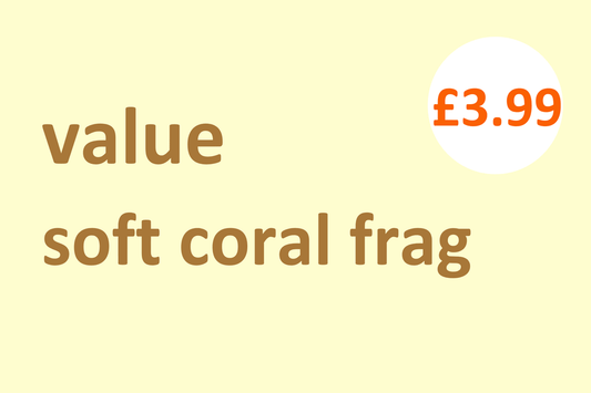 Value soft coral frag