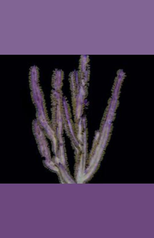 WHIP700 Purple Blade Gorgonian.