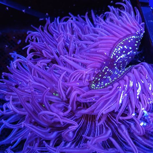 Long tentacle anemone - Purple Peppermint - 💎El Presidente Personale Collezione grade💎.