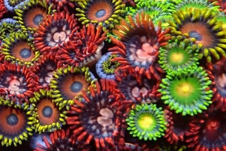 BEST BUY!  Mini sized Zoa frags, assorted lucky dip colours! - Our BEST BUY!” - James, now with NEW GSP and Mushrooms add on options!